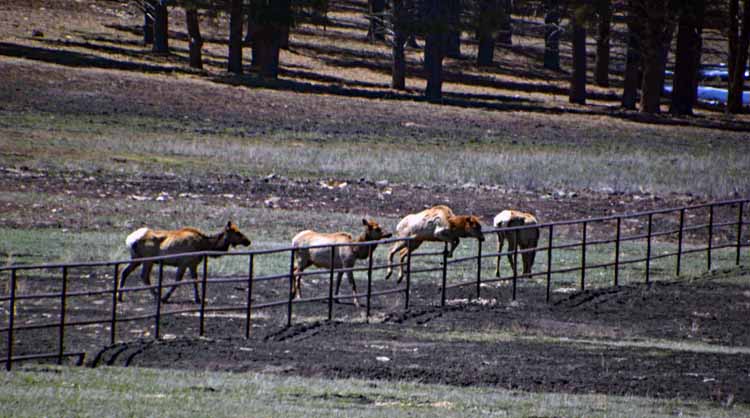 elk jumping fence